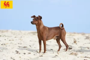 Read more about the article Miniature Pinscher breeders and puppies in Walloon Region