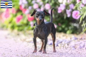 Read more about the article Miniature Pinscher breeders and puppies in Zeeland