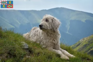 Read more about the article Mioritic breeders and puppies in Bourgogne-Franche-Comté