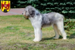 Read more about the article Mioritic breeders and puppies in Burgenland