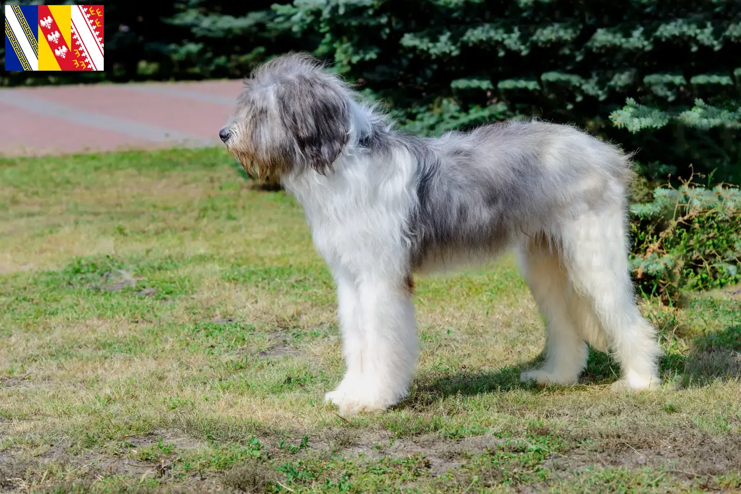 Read more about the article Mioritic breeders and puppies in Grand Est