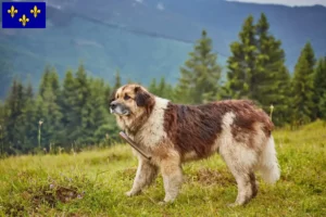 Read more about the article Mioritic breeders and puppies in Île-de-France