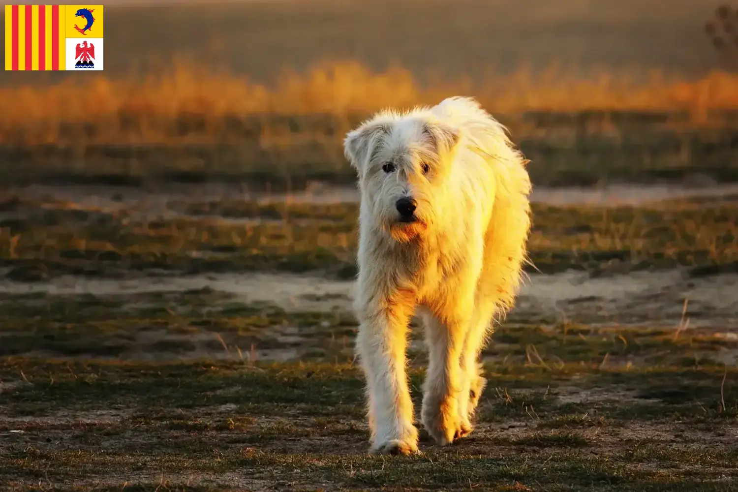 Read more about the article Mioritic breeders and puppies in Provence-Alpes-Côte d’Azur