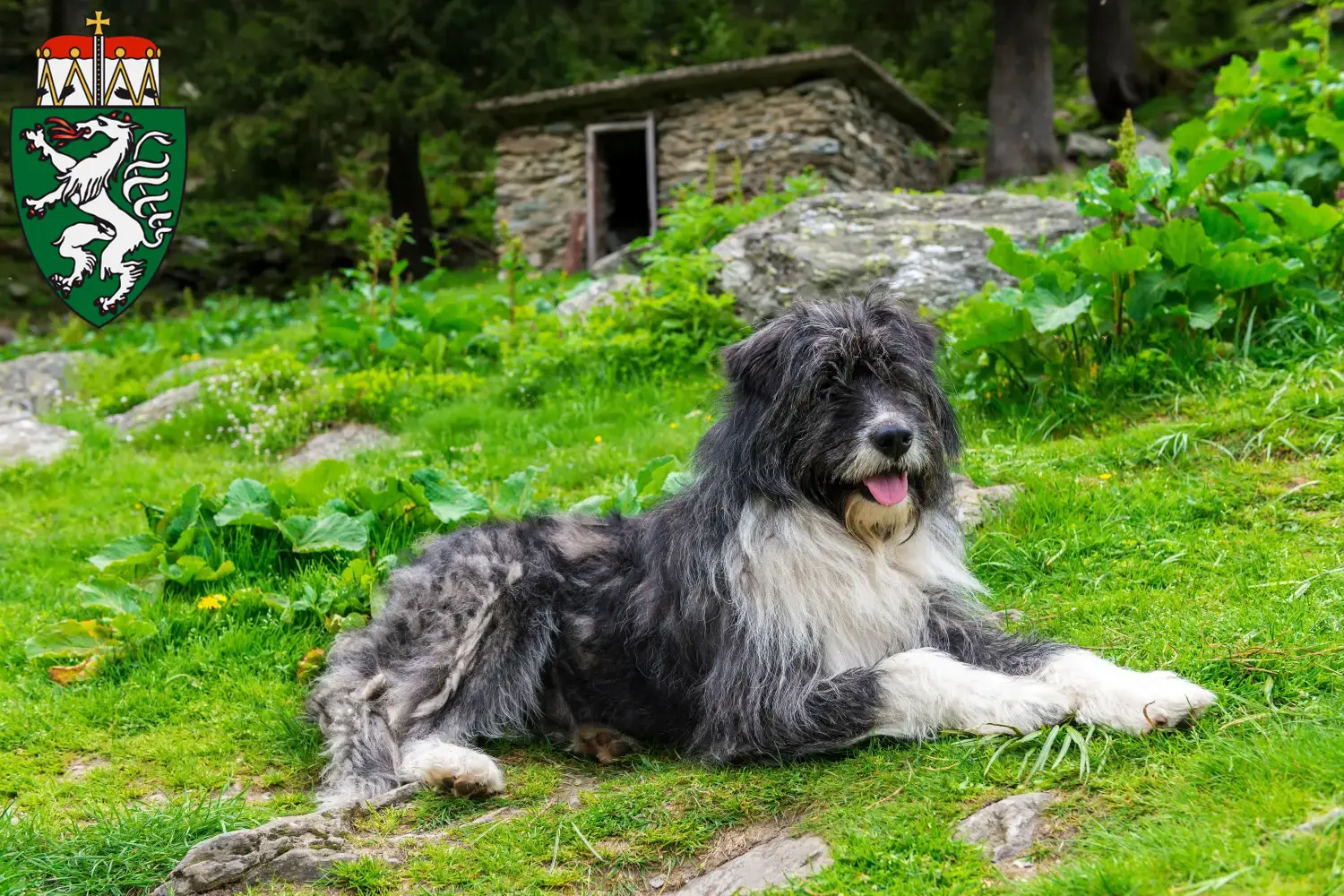 Read more about the article Mioritic breeders and puppies in Styria