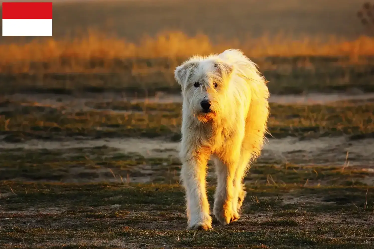 Read more about the article Mioritic breeders and puppies in Vienna