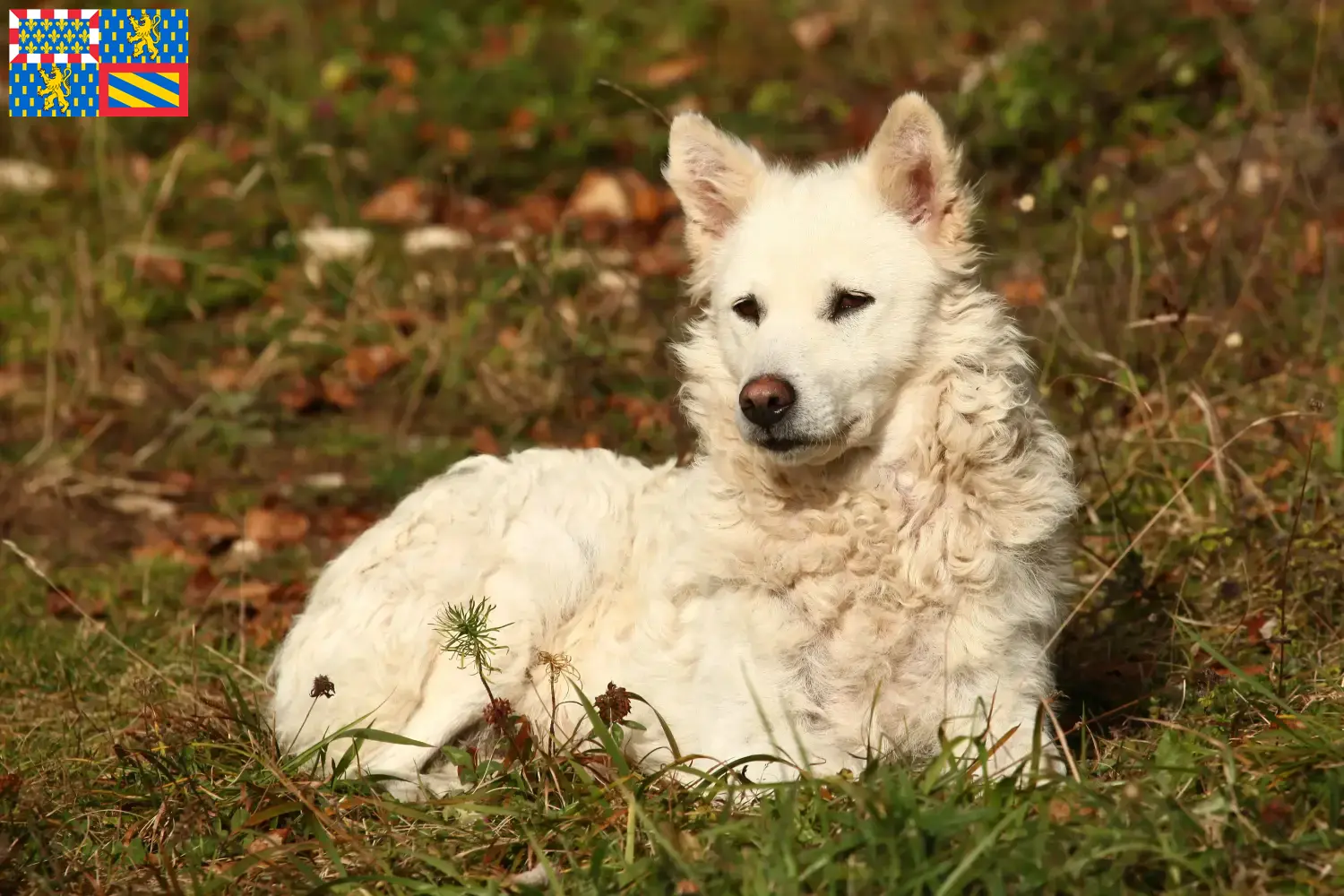 Read more about the article Mudi breeders and puppies in Bourgogne-Franche-Comté