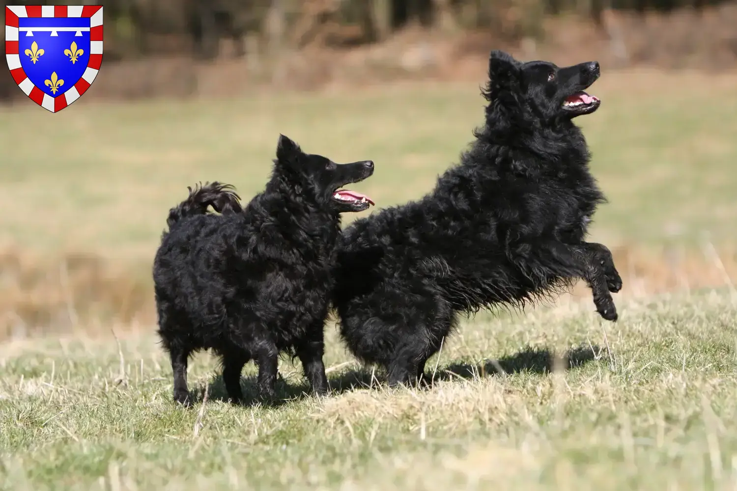 Read more about the article Mudi breeders and puppies in Centre-Val de Loire