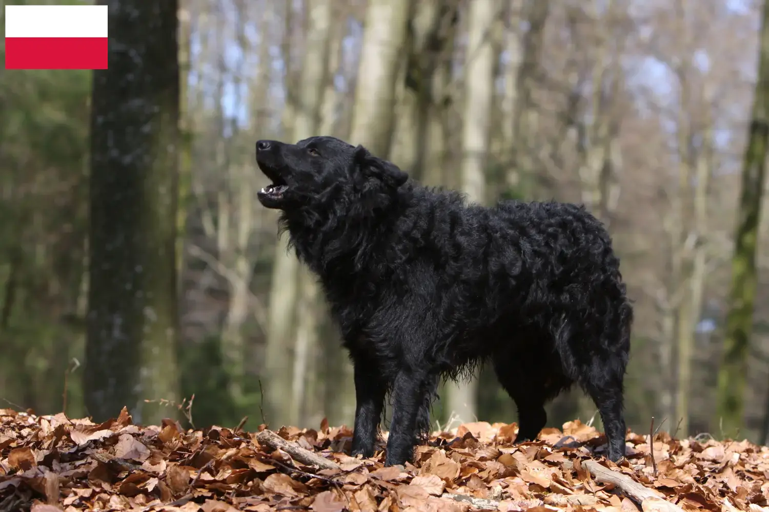 Read more about the article Mudi breeders and puppies in Poland