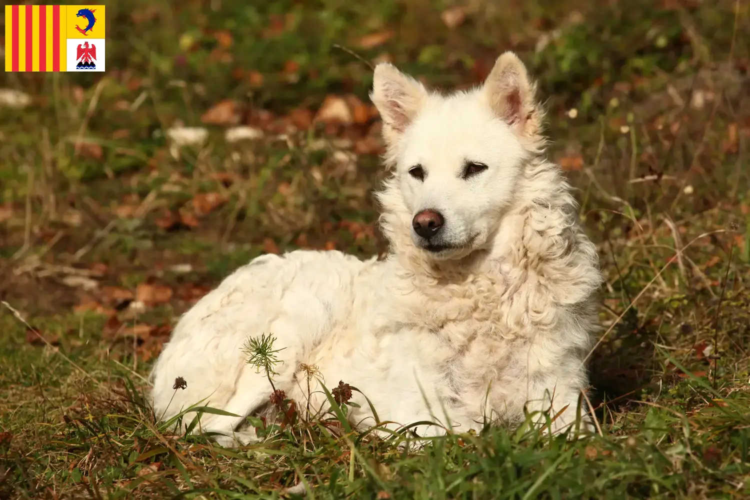 Read more about the article Mudi breeders and puppies in Provence-Alpes-Côte d’Azur