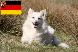 Read more about the article Mudi breeders and puppies in Rhineland-Palatinate