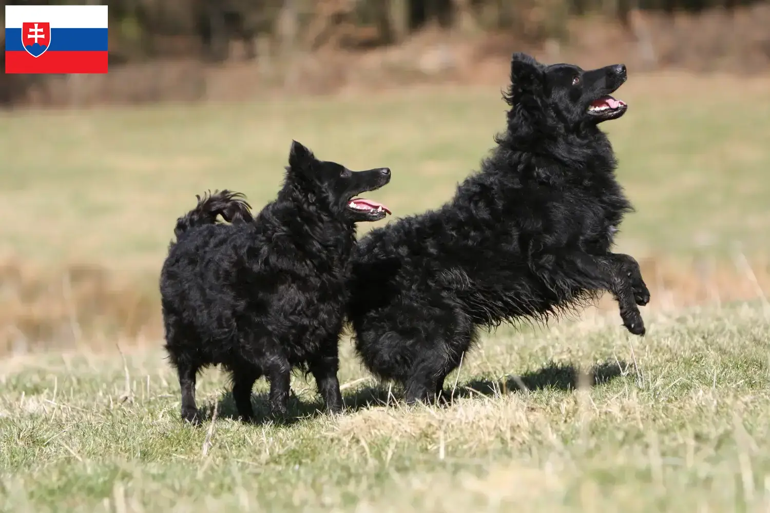 Read more about the article Mudi breeders and puppies in Slovakia