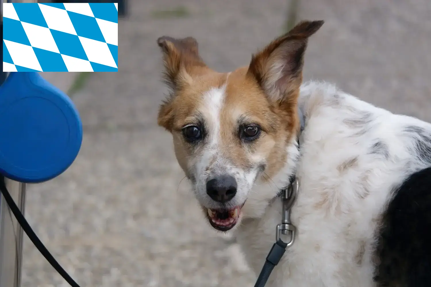 Read more about the article Norrbottenspitz breeders and puppies in Bavaria