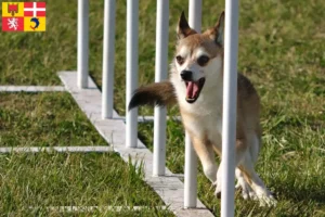 Read more about the article Norwegian Lundehund breeders and puppies in Auvergne-Rhône-Alpes