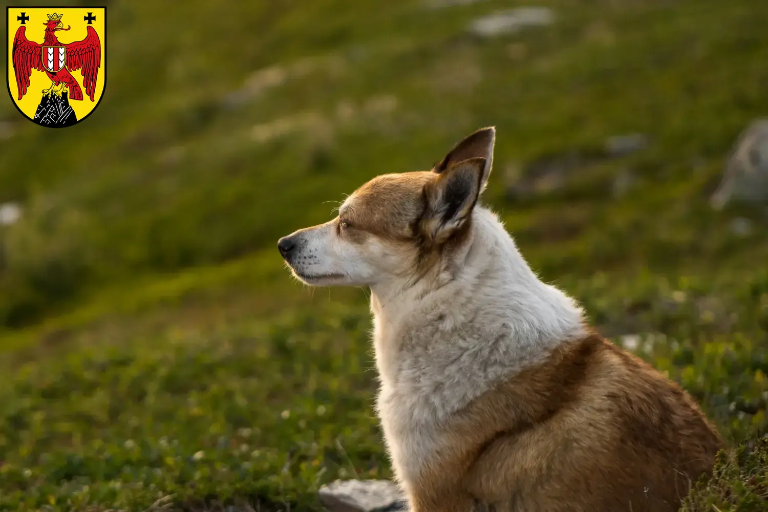 Read more about the article Norwegian Lundehund breeder and puppies in Burgenland