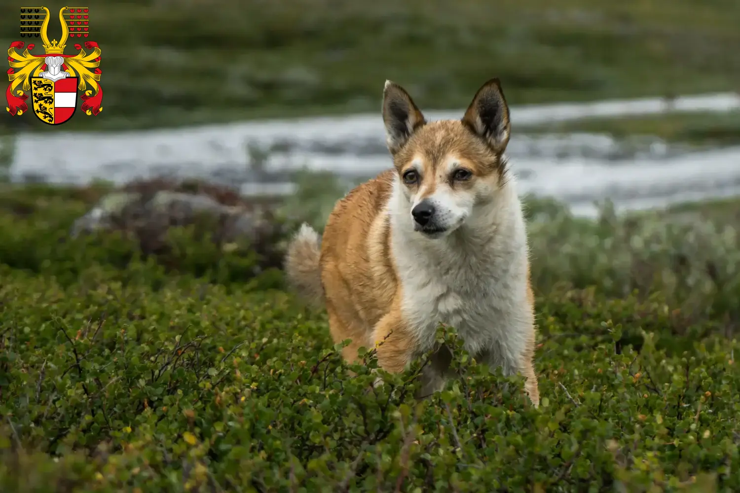 Read more about the article Norwegian Lundehund breeders and puppies in Carinthia