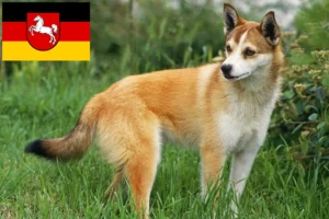 Read more about the article Norwegian Lundehund breeders and puppies in Lower Saxony