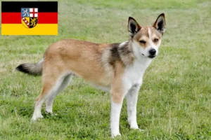Read more about the article Norwegian Lundehund breeders and puppies in Saarland