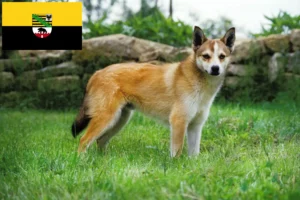 Read more about the article Norwegian Lundehund breeders and puppies in Saxony-Anhalt