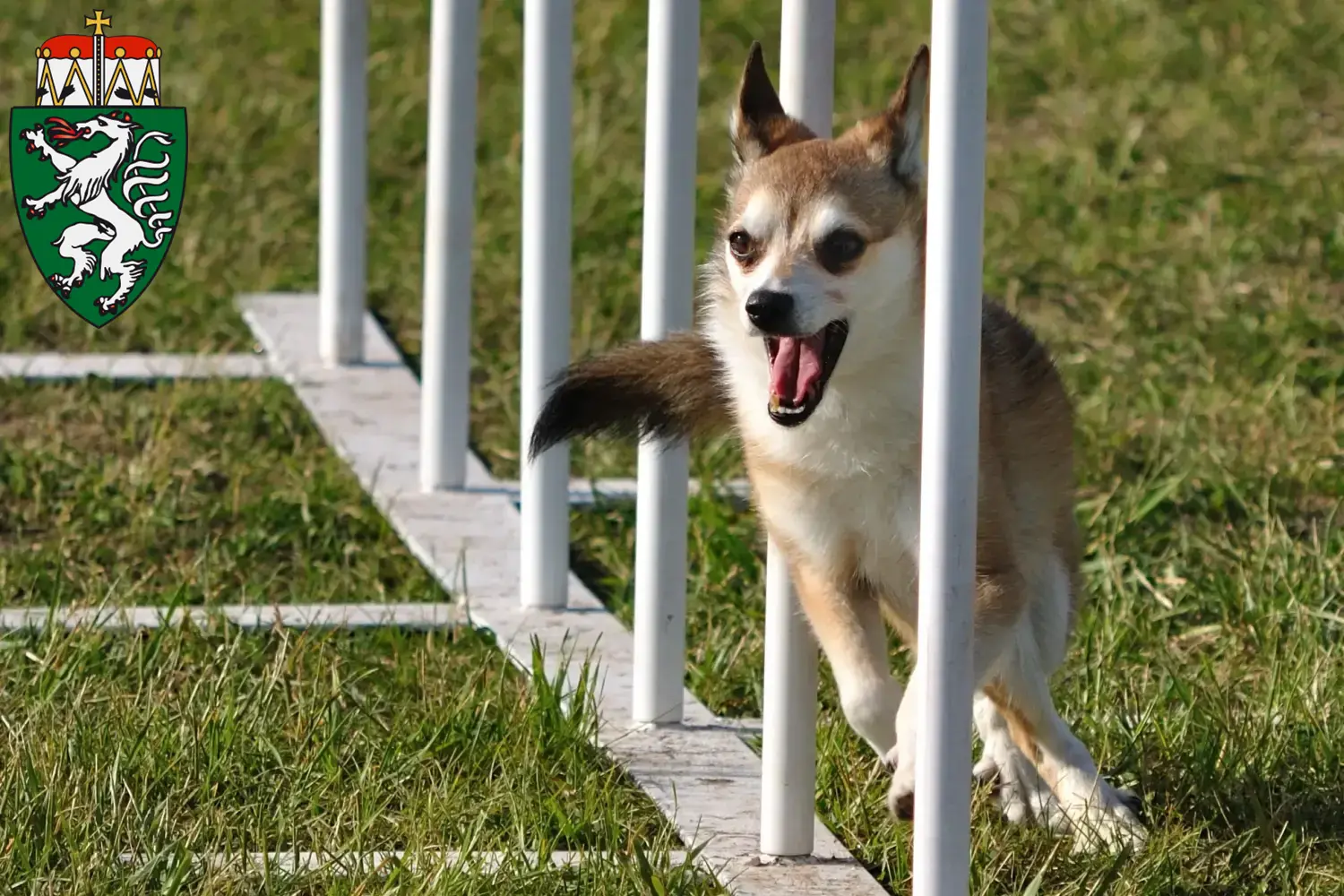 Read more about the article Norwegian Lundehund breeders and puppies in Styria