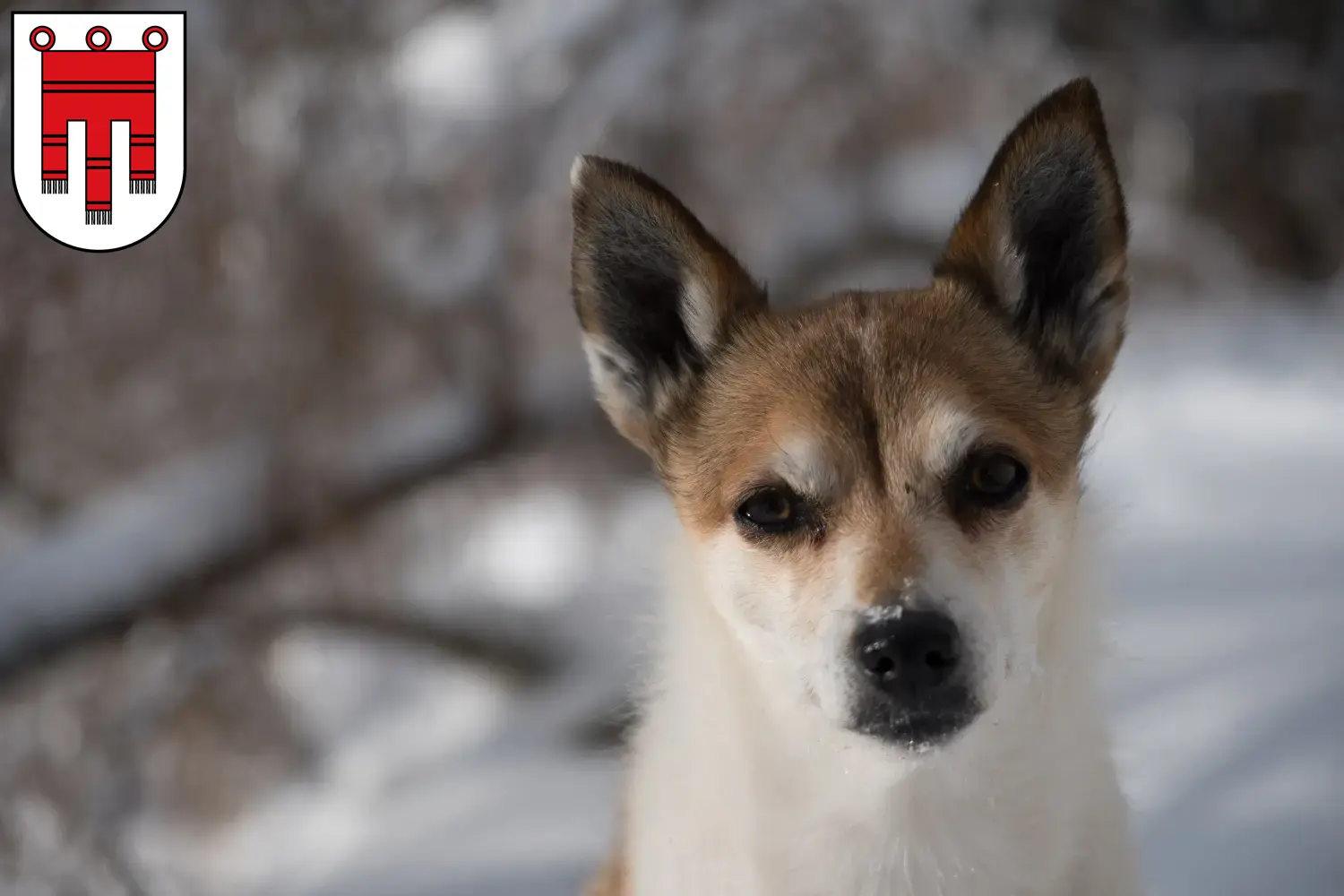 Read more about the article Norwegian Lundehund breeders and puppies in Vorarlberg