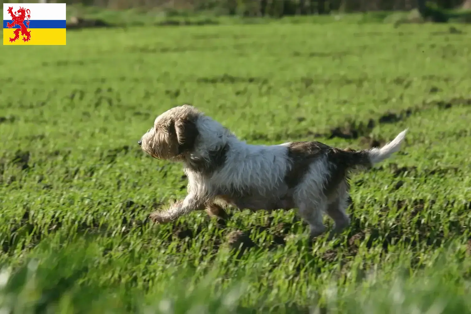 Read more about the article Petit Basset Griffon Vendéen breeders and puppies in Limburg