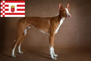 Read more about the article Podenco breeders and puppies in Bremen