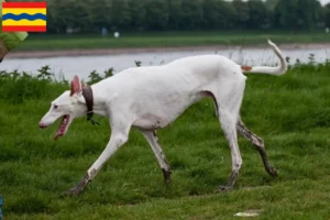 Read more about the article Podenco breeders and puppies in Overijssel