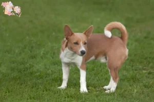 Read more about the article Podenco breeders and puppies in Syddanmark