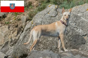 Read more about the article Podenco breeders and puppies in Thuringia