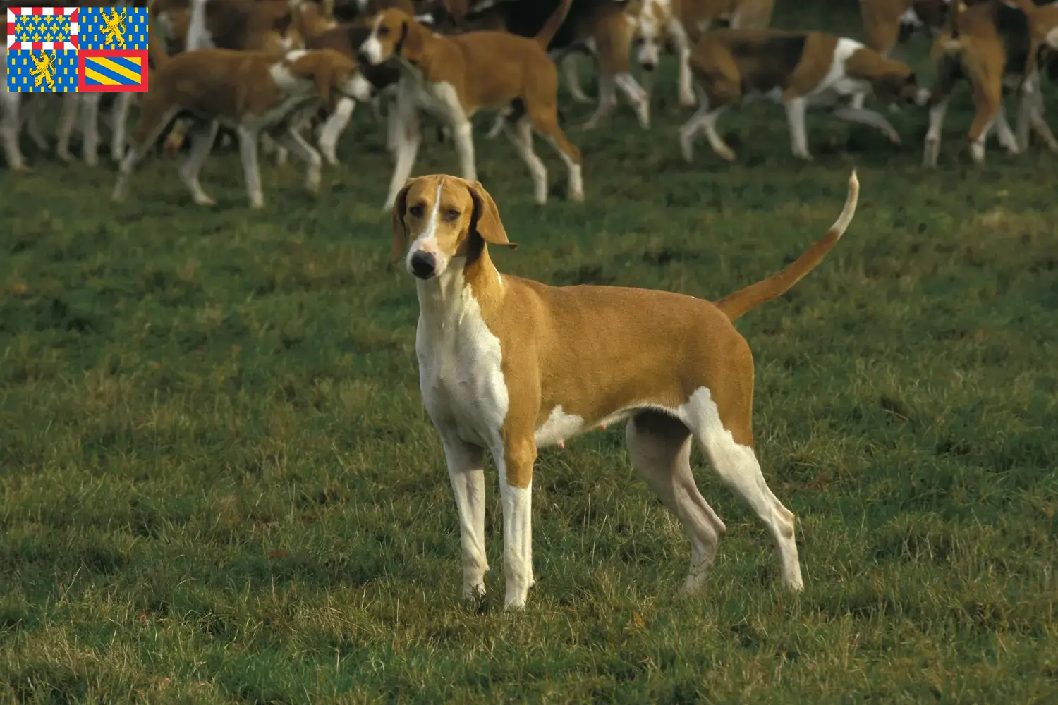Read more about the article Poitevin breeders and puppies in Bourgogne-Franche-Comté