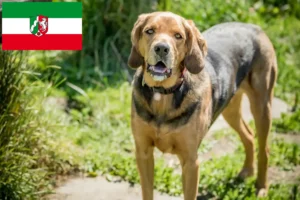 Read more about the article Polish Bracke breeders and puppies in North Rhine-Westphalia