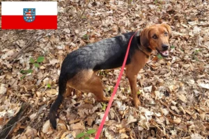 Read more about the article Polish Bracke breeders and puppies in Thuringia