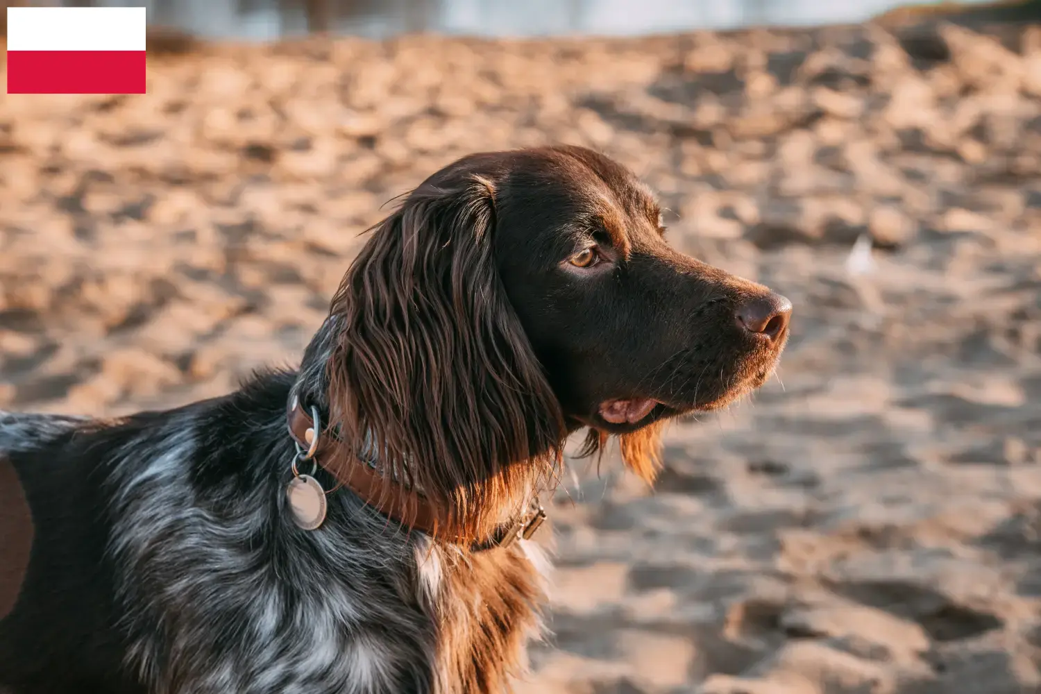 Read more about the article Polish Hunting Spaniel breeder and puppies in Poland