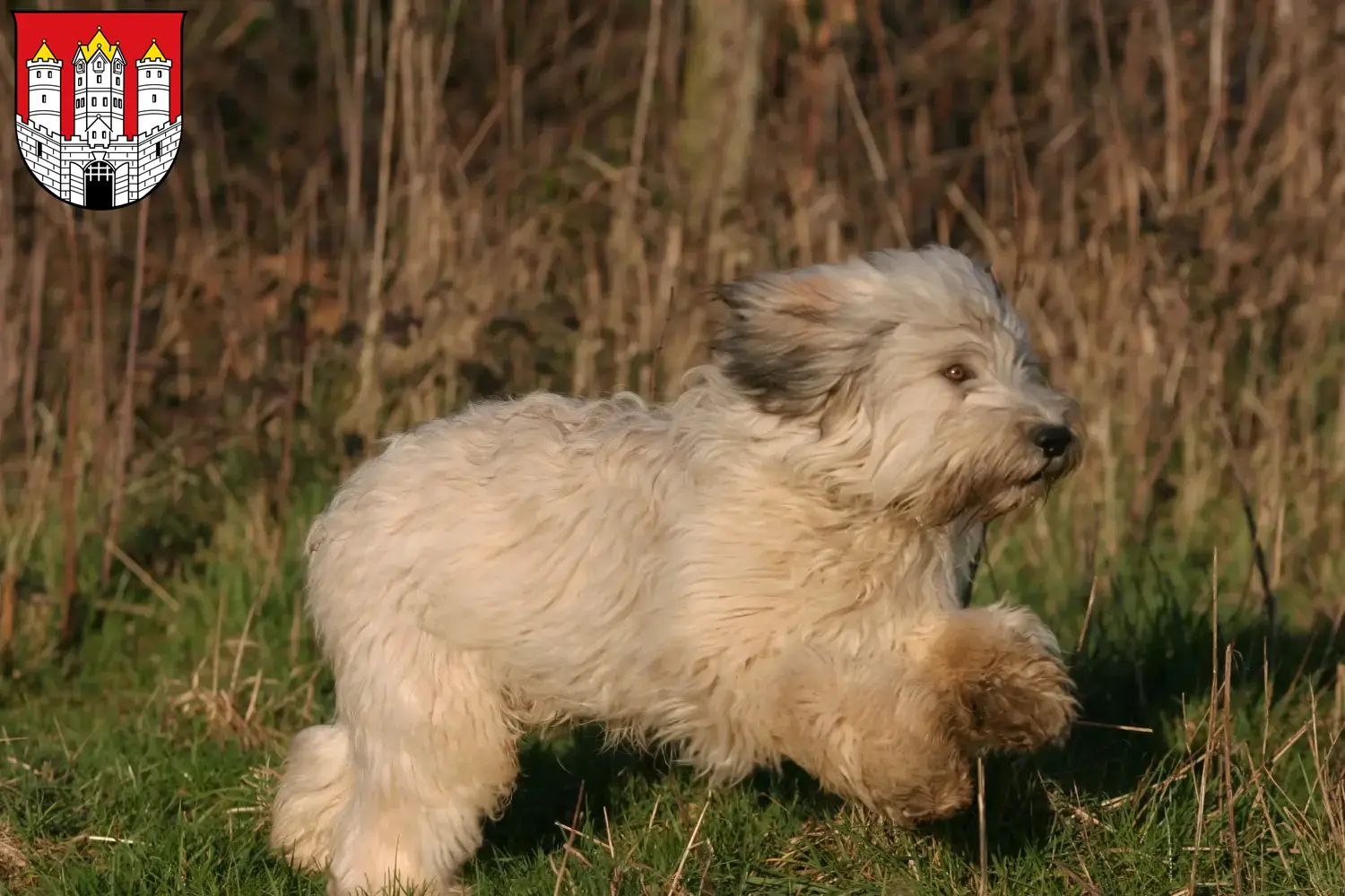 Read more about the article PON breeders and puppies in Salzburg