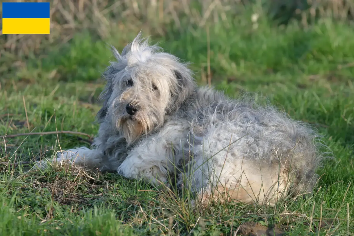 Read more about the article PON breeders and puppies in Ukraine