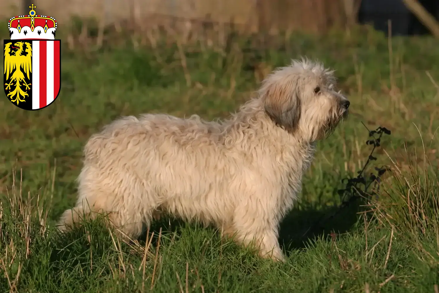 Read more about the article PON breeders and puppies in Upper Austria