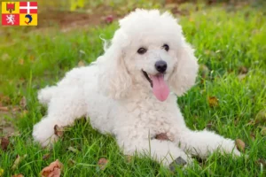 Read more about the article Poodle breeders and puppies in Auvergne-Rhône-Alpes