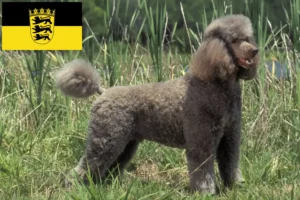 Read more about the article Poodle breeders and puppies in Baden-Württemberg