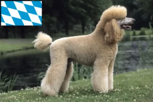 Read more about the article Poodle breeders and puppies in Bavaria