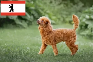 Read more about the article Poodle breeders and puppies in Berlin