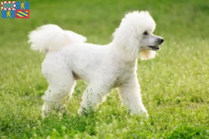 Read more about the article Poodle breeders and puppies in Bourgogne-Franche-Comté