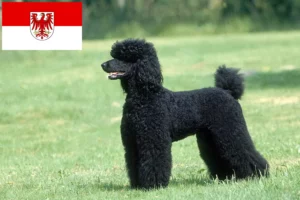 Read more about the article Poodle breeders and puppies in Brandenburg