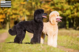 Read more about the article Poodle breeders and puppies in Brittany