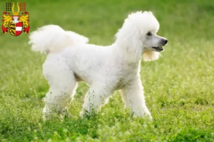 Read more about the article Poodle breeders and puppies in Carinthia