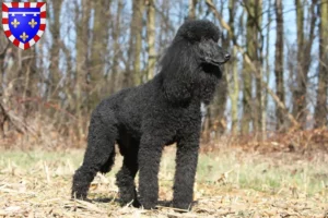 Read more about the article Poodle breeders and puppies in Centre-Val de Loire