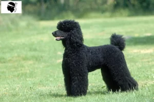 Read more about the article Poodle breeders and puppies in Corsica