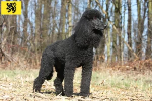 Read more about the article Poodle breeders and puppies in Flanders