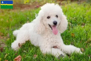 Read more about the article Poodle breeders and puppies in Flevoland