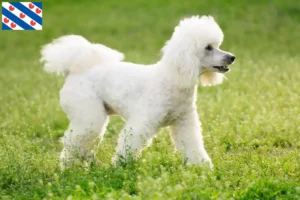 Read more about the article Poodle breeders and puppies in Friesland