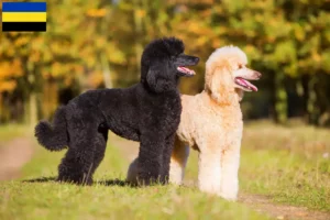 Read more about the article Poodle breeders and puppies in Gelderland